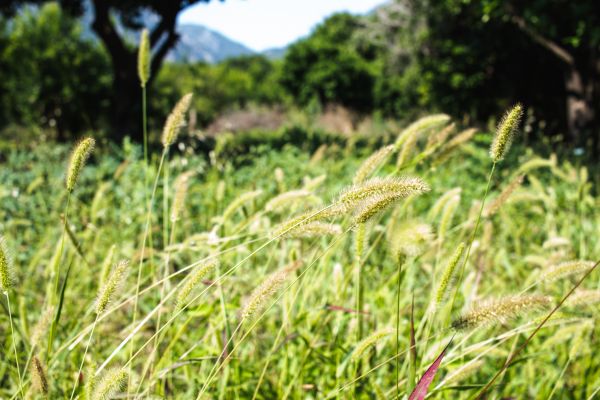 Wild Grass Grooming
