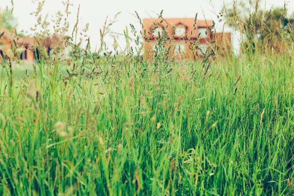 High Grass Maintenance