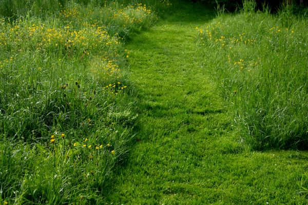 Neglected Lawn Care