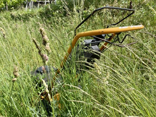 Wild Grass Trimming