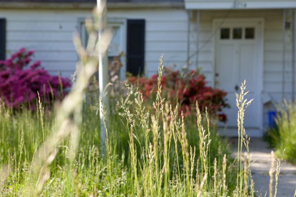 Overgrown Yard Cleanup