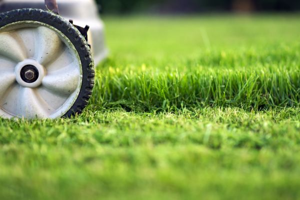 Regular Mowing