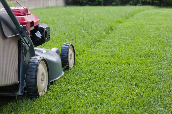Lawn Trimming Service