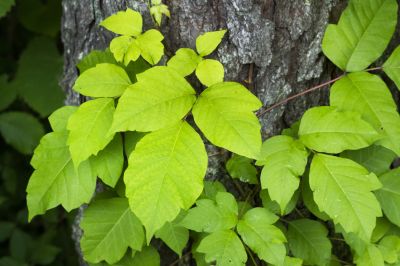 Poison Ivy Removal in Doylestown, PA