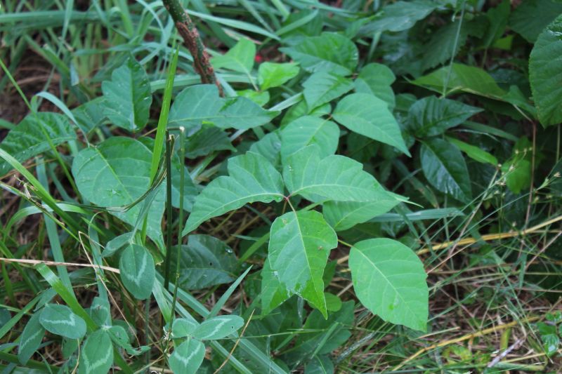 Poison Ivy Removal in Pottstown, PA